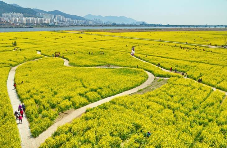 Experience the Tranquil Beauty of Daejeo Ecological Park: Busan’s Hidden Treasure