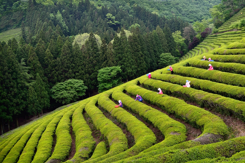 Daehan Dawon Tea Plantation