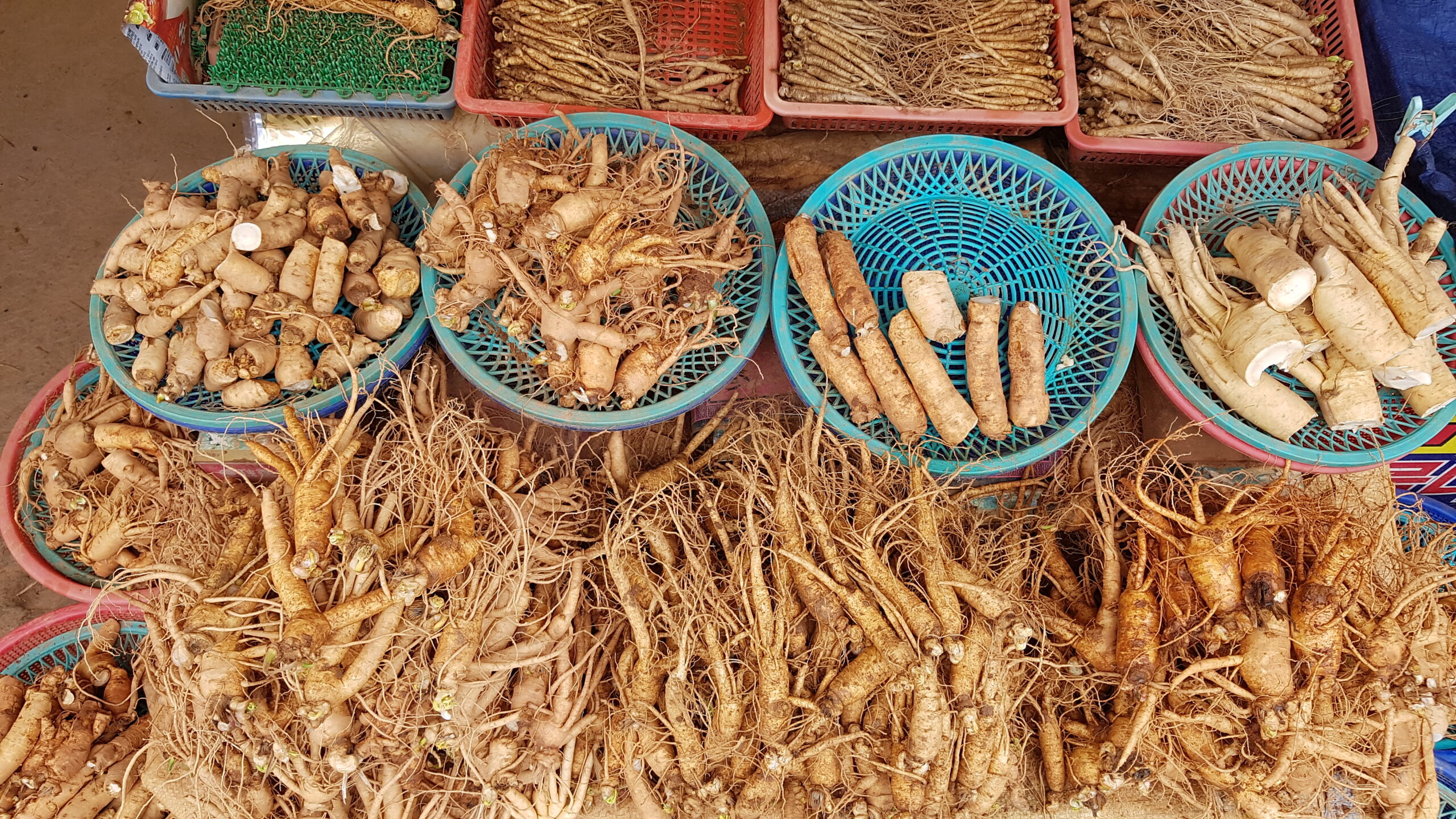 Ganghwa Ginseng