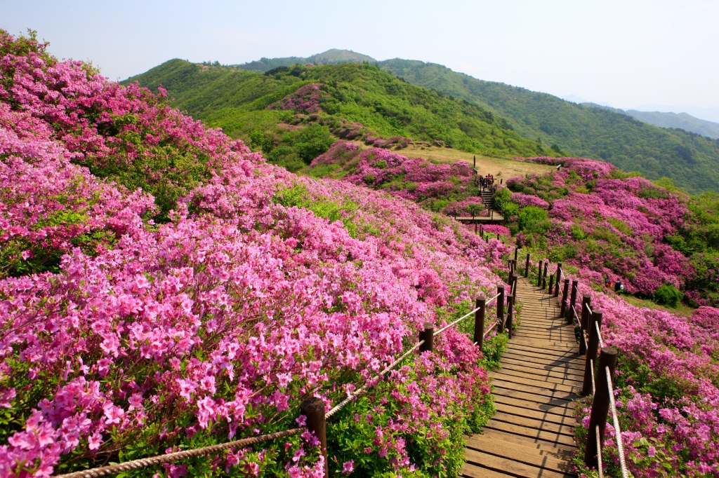 Jirisan Mountain: Korea’s Majestic Sacred Adventure Awaits