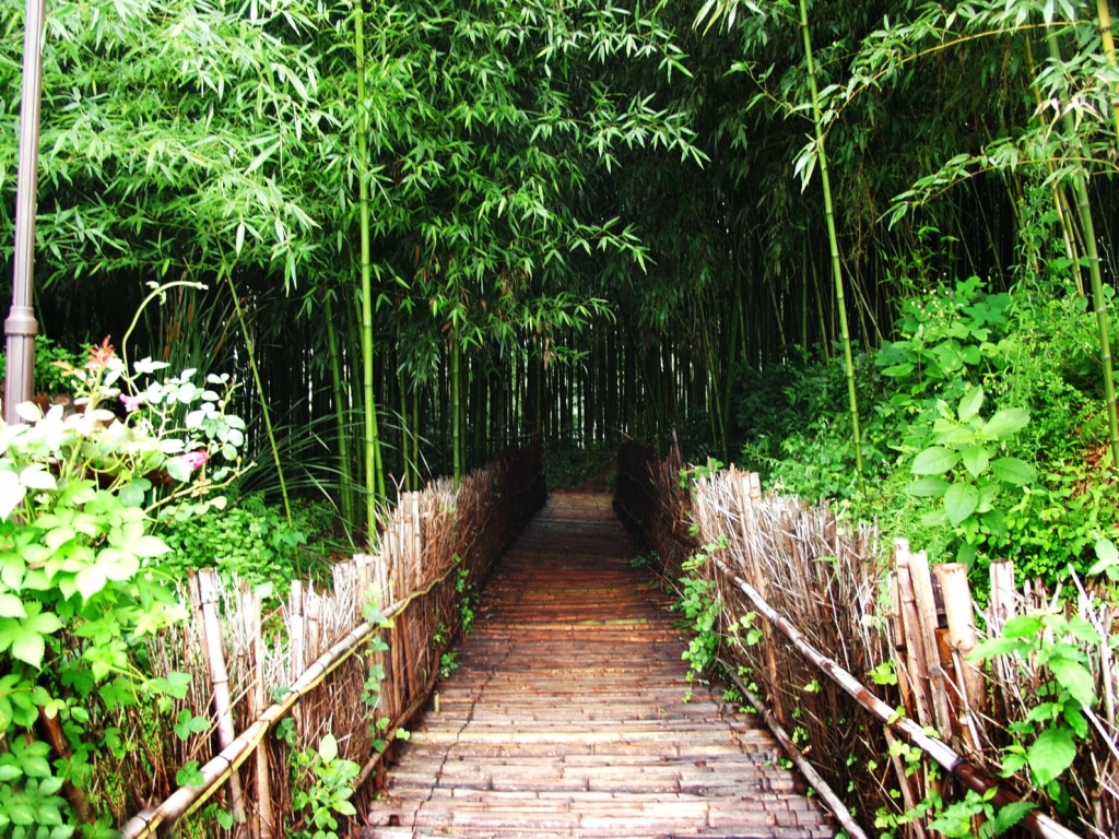 Discovering the Magical Juknokwon Bamboo Forest in Damyang