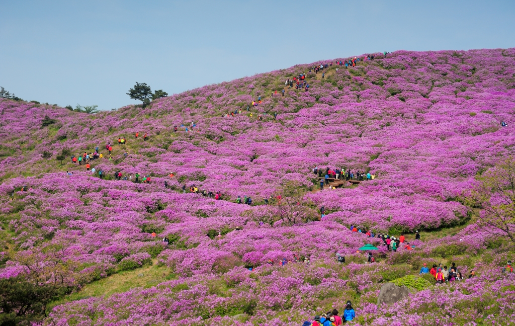 Discover the Enchanting Beauty of Hwangmae Mountain: A Guide to Nature and Cuisine