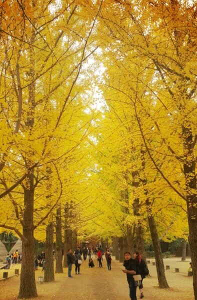 Exploring the Enchanting Nami Island: A Perfect Day Trip from Seoul