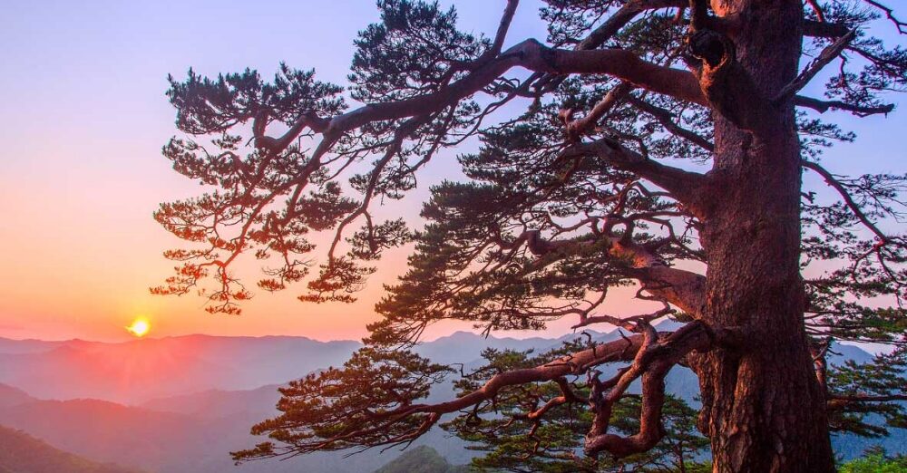 The Great Peninsula Odyssey: A Journey Through Korea’s Living Heritage